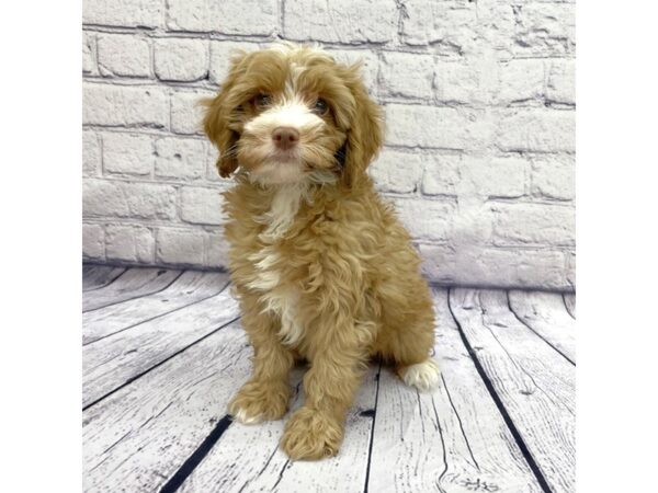 Cock A Poo DOG Male Red 7615 Petland Ashland, Kentucky