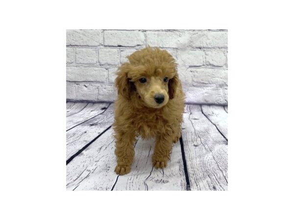 Poodle DOG Female Red 7613 Petland Ashland, Kentucky