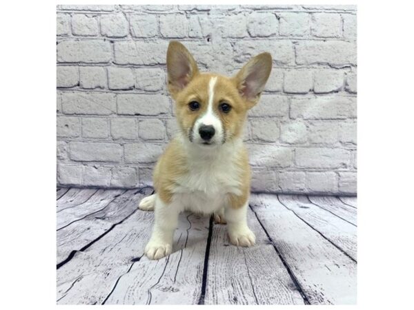 Pembroke Welsh Corgi DOG Male Red / White 7612 Petland Ashland, Kentucky