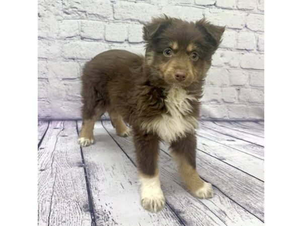 Miniature Australian Shepherd-DOG-Female-Red Tan / White-7611-Petland Ashland, Kentucky