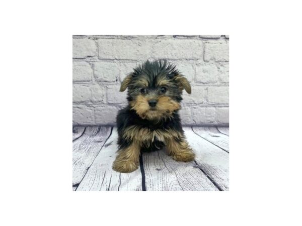 Yorkshire Terrier DOG Male Black / Tan 7608 Petland Ashland, Kentucky