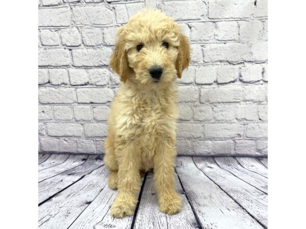 Goldendoodle DOG Female Golden 7625 Petland Ashland, Kentucky