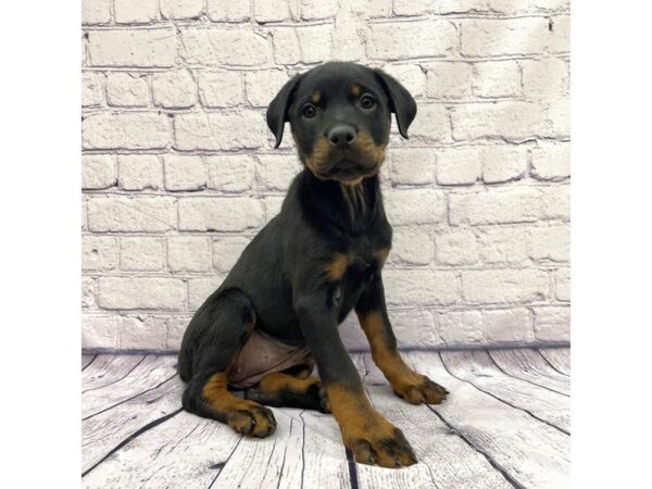 Rottweiler DOG Female Black / Tan 7614 Petland Ashland, Kentucky