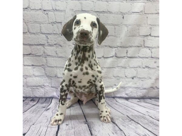 Dalmatian DOG Male White / Liver 7622 Petland Ashland, Kentucky