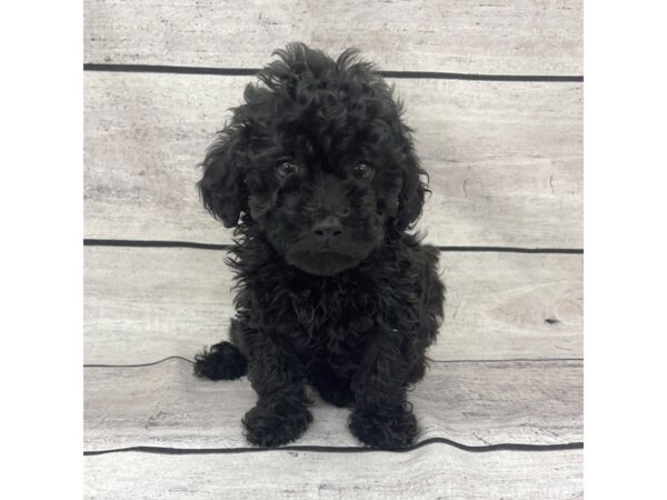 Maltipoo DOG Male Black 7626 Petland Ashland, Kentucky