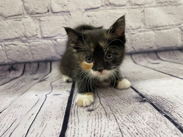 Adopt A Pet Kitten CAT Female Tortoise Shell 7631 Petland Ashland, Kentucky