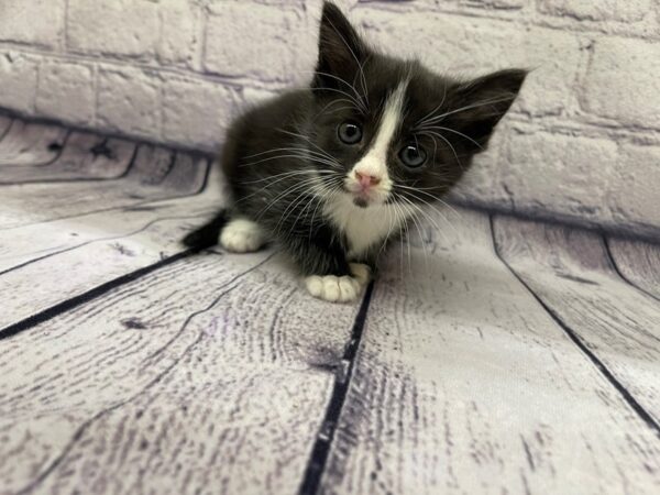 Adopt A Pet Kitten-CAT-Male-Blk/White-7629-Petland Ashland, Kentucky