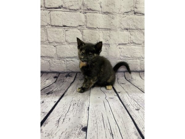 Adopt A Pet Kitten CAT Female Tortoise Shell 7628 Petland Ashland, Kentucky