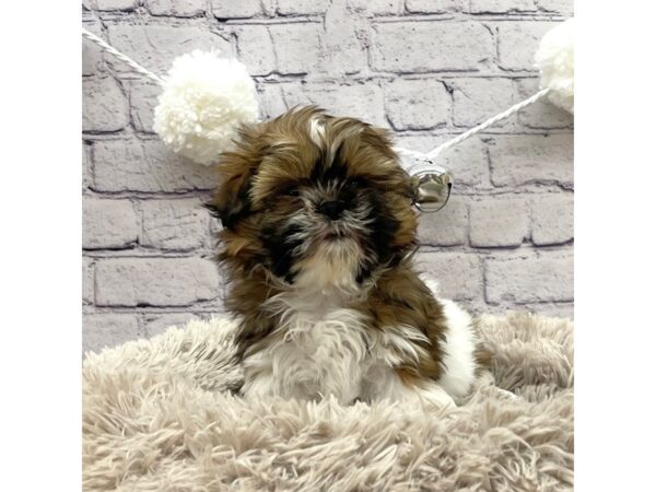 Shih Tzu DOG Female Gold / White 7636 Petland Ashland, Kentucky