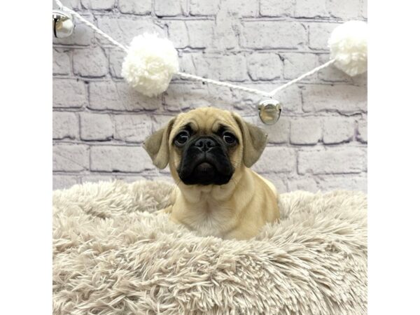 Puggle-DOG-Male-Fawn-7635-Petland Ashland, Kentucky