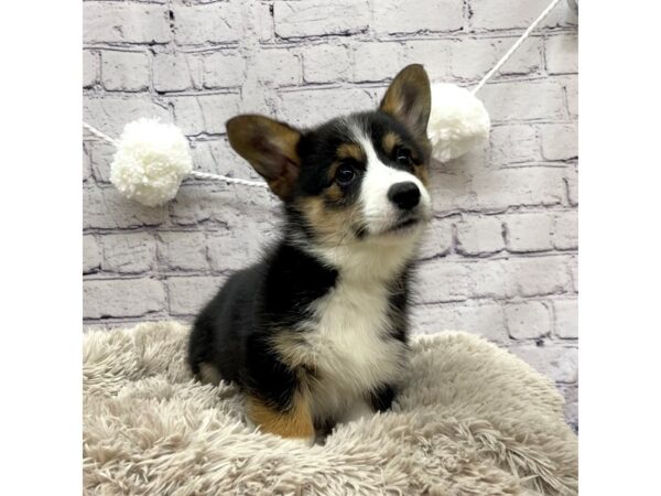 Pembroke Welsh Corgi DOG Female Black White / Tan 7634 Petland Ashland, Kentucky