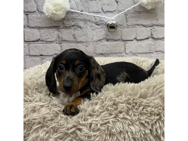 Dachshund DOG Female Black / Tan 7633 Petland Ashland, Kentucky