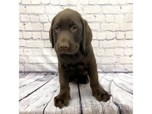 Labrador Retriever DOG Male Chocolate 7655 Petland Ashland, Kentucky