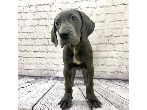 Great Dane DOG Female Blue 7654 Petland Ashland, Kentucky