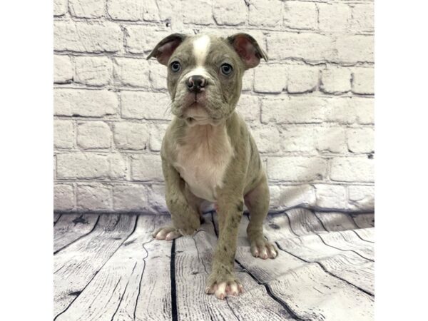 Boston Terrier DOG Male Blue Merle 7652 Petland Ashland, Kentucky