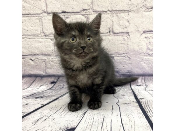 Adopt A Pet Kitten CAT Female Black Tabby 7651 Petland Ashland, Kentucky