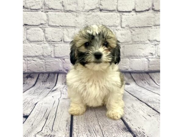 Teddy Bear-DOG-Female-Tri-7650-Petland Ashland, Kentucky