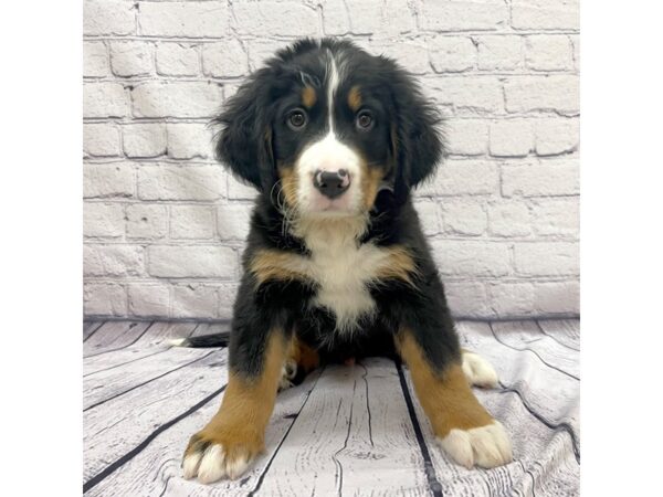 Bernese Mountain Dog DOG Male Tri 7649 Petland Ashland, Kentucky