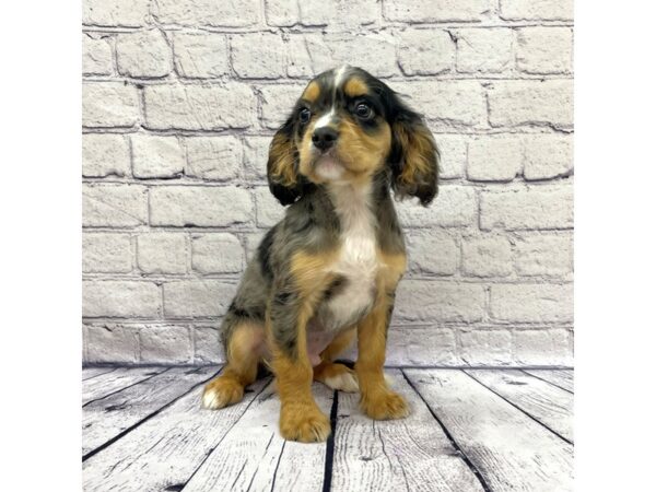 Mini Bernese Mt. Dog-DOG-Male-Blue Merle-7648-Petland Ashland, Kentucky