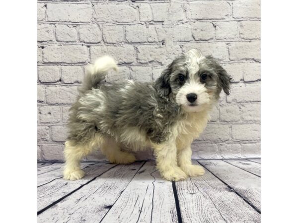 2nd Generation Mini Bernedoodle-DOG-Male-Blue Merle-7647-Petland Ashland, Kentucky