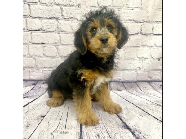 Yorkipoo-DOG-Male-Black-Tan-7646-Petland Ashland, Kentucky