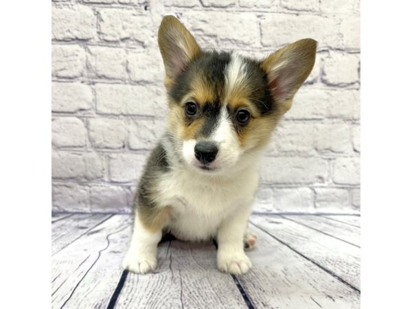 Pembroke Welsh Corgi-DOG-Female-Black Tan / White-7644-Petland Ashland, Kentucky