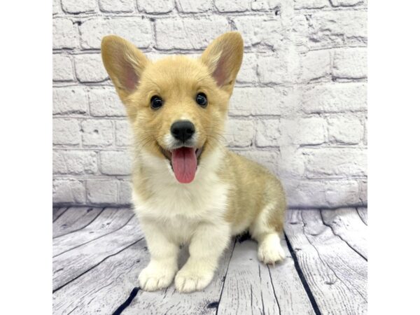 Pembroke Welsh Corgi DOG Male Sable / White 7643 Petland Ashland, Kentucky