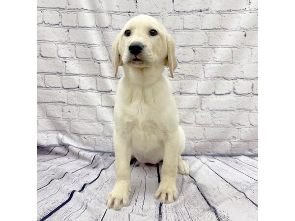 Labrador Retriever DOG Female Yellow 7641 Petland Ashland, Kentucky