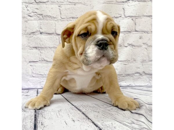 Bulldog-DOG-Male-Red-7640-Petland Ashland, Kentucky