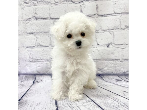 Bichon Frise DOG Female White 7638 Petland Ashland, Kentucky