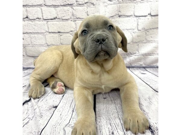 Cane Corso DOG Male Fawn 7632 Petland Ashland, Kentucky