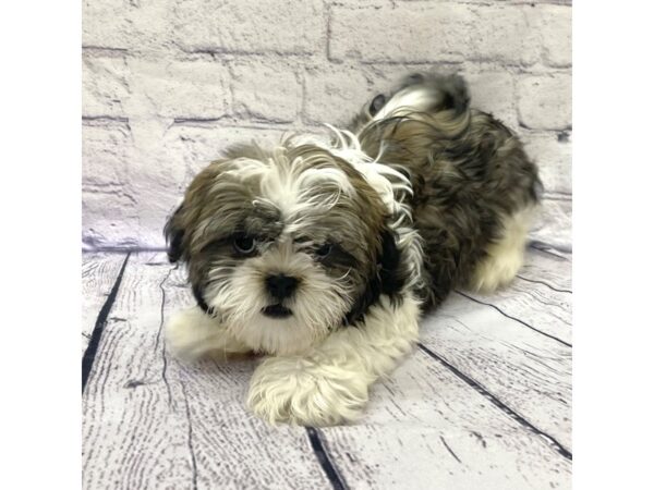 Shih Tzu-DOG-Male-Brindle / White-7645-Petland Ashland, Kentucky