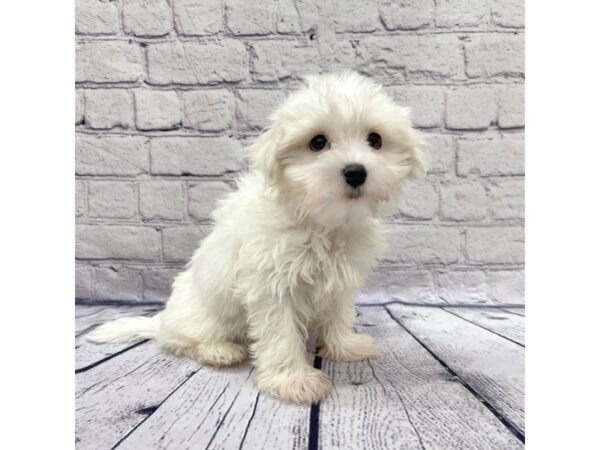 Maltese DOG Male White 7642 Petland Ashland, Kentucky