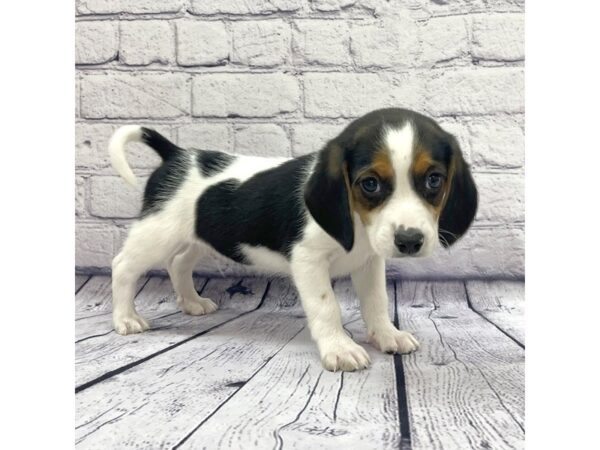 Beagle DOG Male Black Tan / White 7637 Petland Ashland, Kentucky