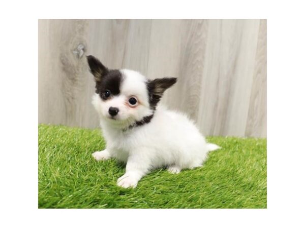 Chihuahua DOG Male Black / White 7659 Petland Ashland, Kentucky