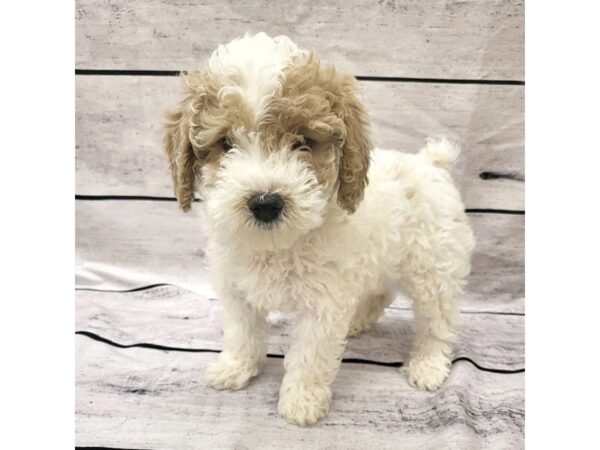 Poodle DOG Male Tri-Colored 7678 Petland Ashland, Kentucky