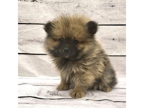 Pomeranian-DOG-Male-Brown / White-7677-Petland Ashland, Kentucky