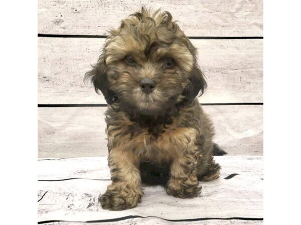 Poodle/Shih Tzu-DOG-Male-Grizzle-7674-Petland Ashland, Kentucky