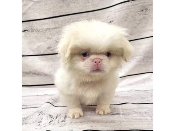 Pekingese DOG Male White / Cream 7673 Petland Ashland, Kentucky