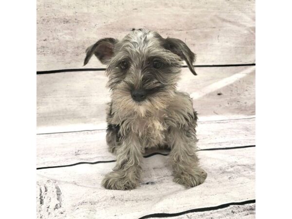 Miniature Schnauzer DOG Female Blue Merle 7672 Petland Ashland, Kentucky