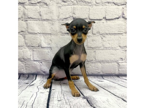 Miniature Pinscher-DOG-Female-Black / Tan-7671-Petland Ashland, Kentucky