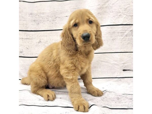 Golden Retriever-DOG-Female-Golden-7670-Petland Ashland, Kentucky