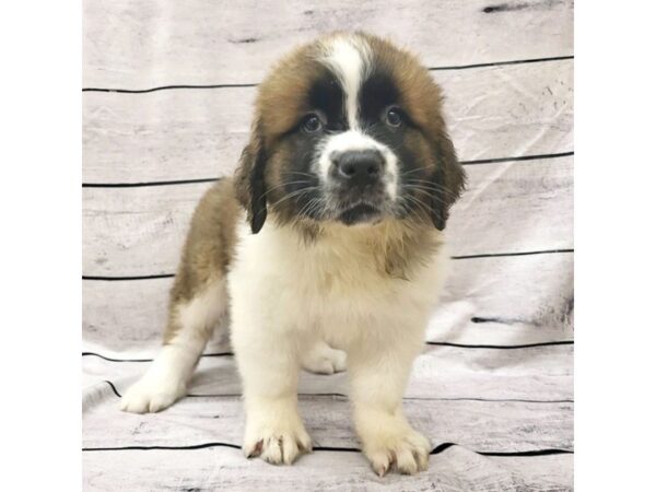 Saint Bernard DOG Female Brown / White 7675 Petland Ashland, Kentucky