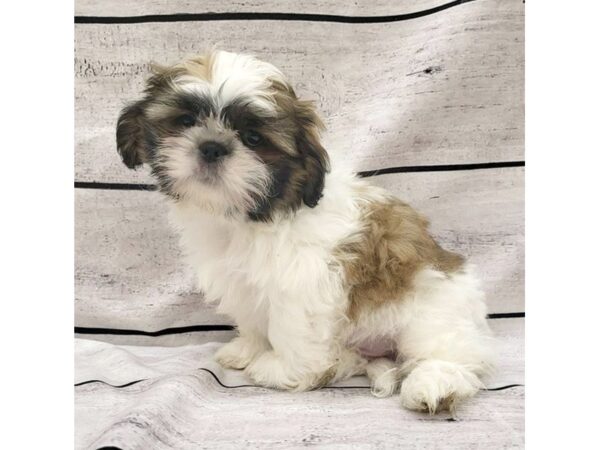 Shih Tzu DOG Male Red / White 7669 Petland Ashland, Kentucky