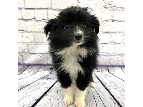 Miniature Australian Shepherd DOG Female Black / White 7668 Petland Ashland, Kentucky