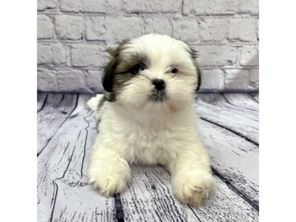 Lhasa Apso DOG Female Grizzle 7667 Petland Ashland, Kentucky