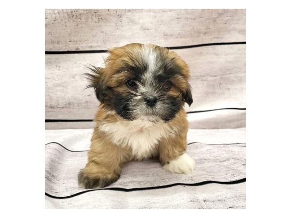 Lhasa Apso-DOG-Male-Golden-7666-Petland Ashland, Kentucky