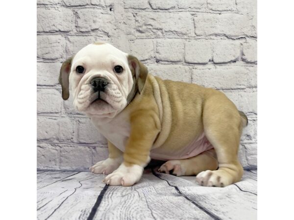 Victorian Bulldog DOG Female Brown / White 7662 Petland Ashland, Kentucky