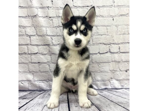 Siberian Husky DOG Male Black / White 7661 Petland Ashland, Kentucky