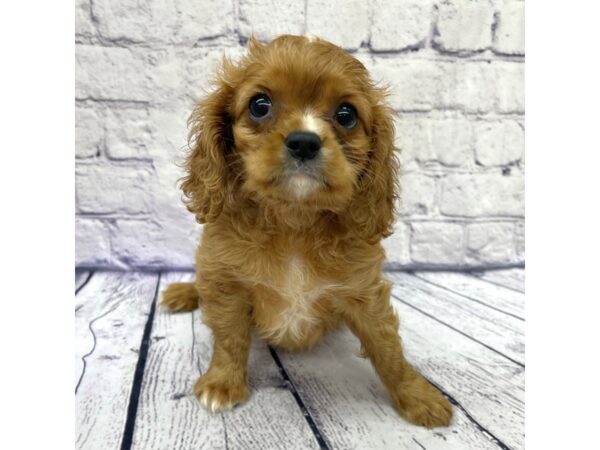 Cavalier King Charles Spaniel DOG Male Ruby 7658 Petland Ashland, Kentucky